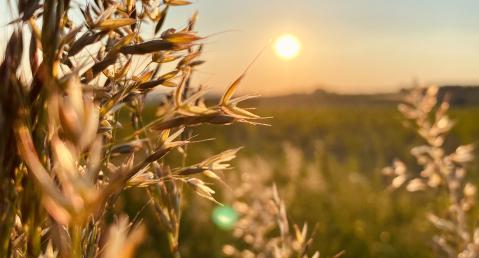 adelphi theme climate, close up wheat in the field with sun