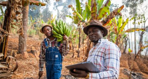 two men working on a banana field