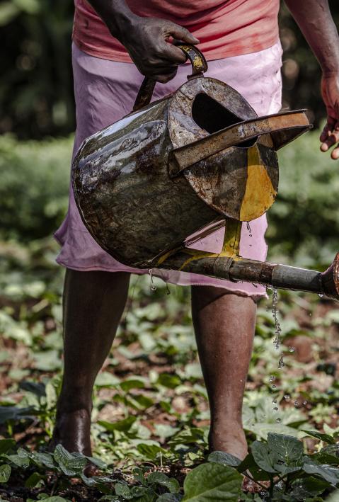 Woman waters her crops on a field in Kenya 