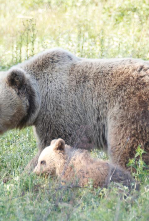 B&auml;r mit Jungem in hohem Gras