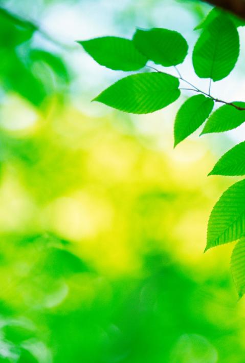 Gr&uuml;ne Bl&auml;tter