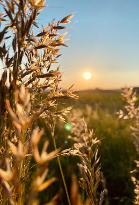 adelphi theme climate, close up wheat in the field with sun