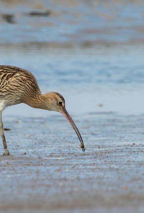 Brachvogel im flachen Gew&auml;sser auf der Suche nach Nahrung