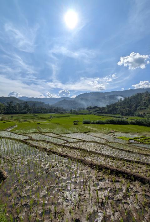 Paddy fields, Badulla District, Sri Lanka