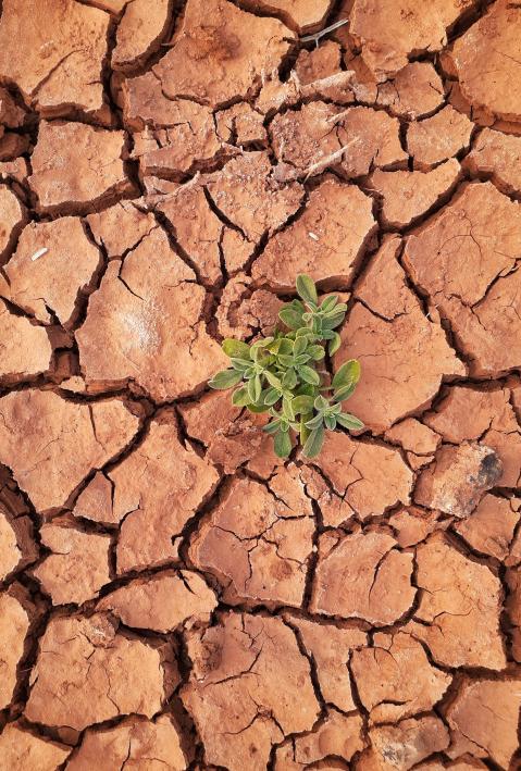 Gr&uuml;ner Setzling sprie&szlig;t aus d&uuml;rrer Erde.