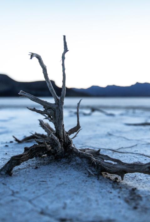 Dead tree on cracked dry soil