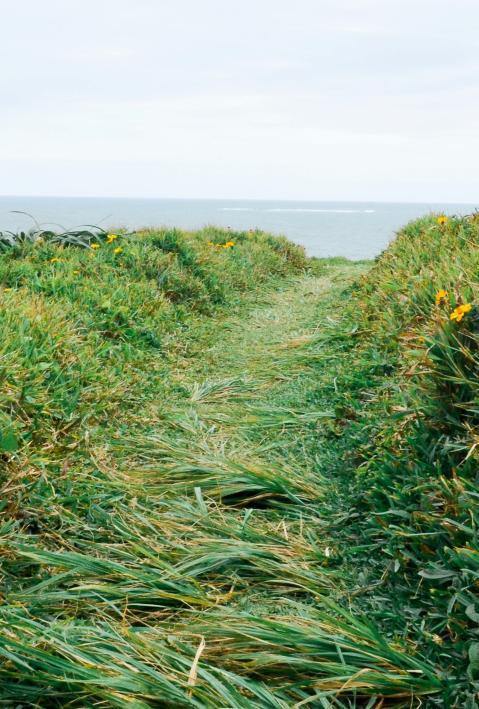 r&uuml;ne Wiese vor Klippe durch die ein platt getrampelter Pfad verl&auml;uft. 