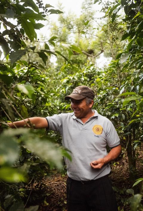 Man looking at a cultivated plant in the rainforest. 