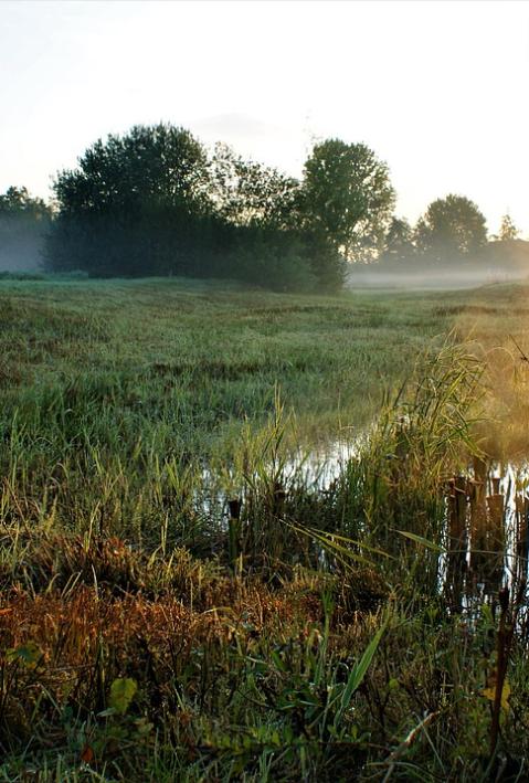 Ein Sumpf im Gr&uuml;nen mit Nebel am Morgen
