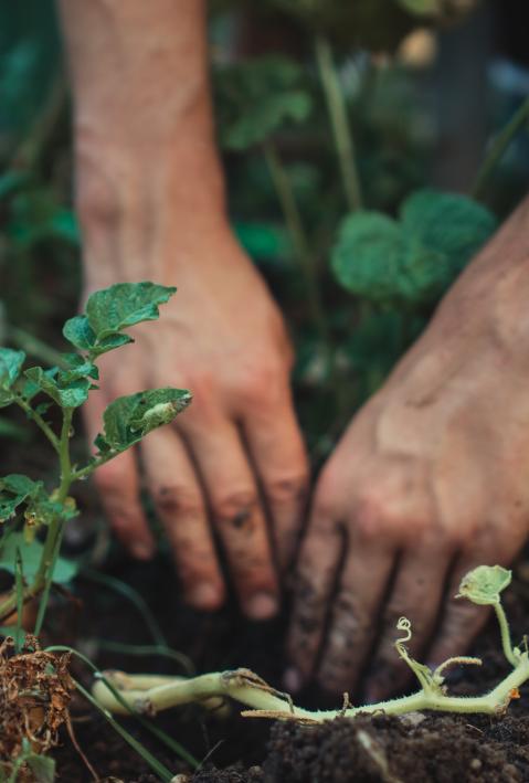 Zwei H&auml;nde pflanzen etwas in die Erde. 