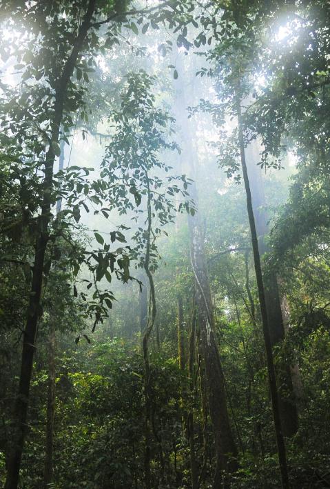 Densely overgrown green forest. 