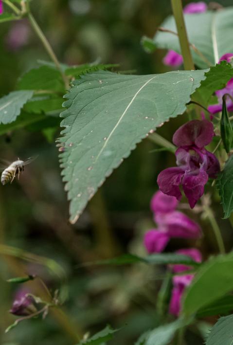Eine Insekt fliegt auf ein gr&uuml;nes Blatt zu. Im Hintergrund die lila Bl&uuml;te des Dr&uuml;siges Springkraut