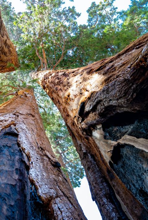 eine Gruppe hoher B&auml;ume, die nebeneinander stehen