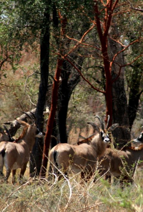 Roan antelope hippotragus equinus dinder national park &copy; UNEP