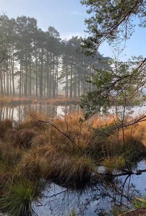 wild natural landscape with trees and lake in the mist