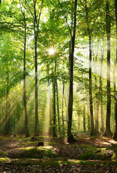 sustainability adelphi research