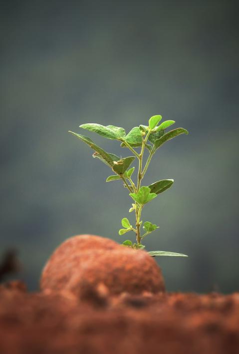 Setzling sprie&szlig;t aus d&uuml;rrer Erde. 