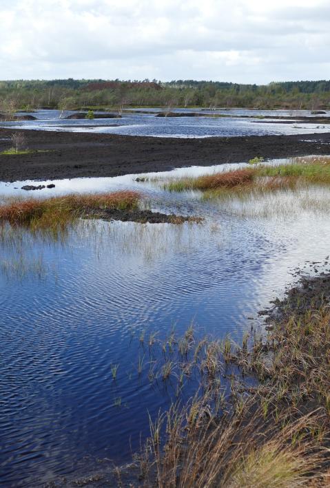 Area after peat mining during renaturation in Northern Germany in Dead Moor