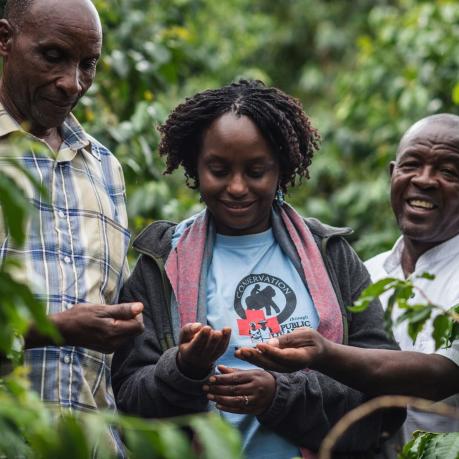 three persons from Gorilla Conservation Coffee looking at coffee beans in lush green environment, laughing