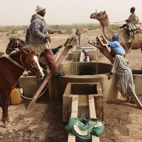 Thirsty cows drinking in a water hole near the village of Dagala in Chad and used by nomad tribes. The picture has been taken on 2nd of february 2017. 