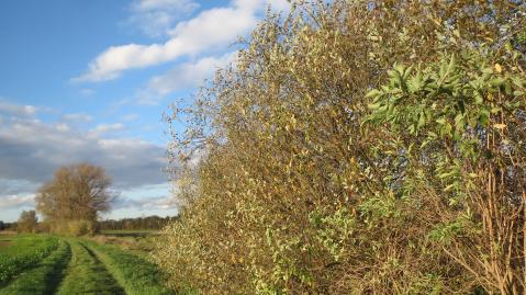 Bushes and trees in a field