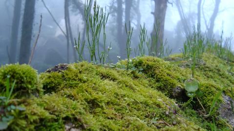 Nahaufnahme Moos mit B&auml;umen im Hintergrund