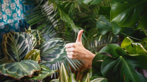 Hand with thumb up between plants