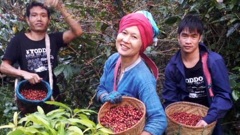 Coffee farmer with buckets full of coffee beans posing for the camera at work