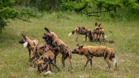 Afrikanischer Wildhund