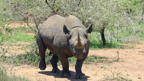 Spitzmaulnashorn Black Rhino