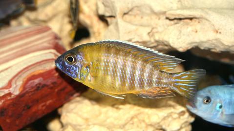 Gelber Kaiserbuntbarsch
