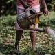 Woman waters her crops on a field in Kenya 