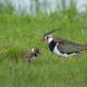  A Mother Northern Lapwing (Vanellus vanellus) with her Chick in the Wild