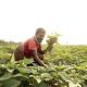a man kneeling on farmland, planting