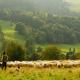 A shepherd and his livestock guarding dog are standing on a pasture looking out over a flock of sheep in a green and hilly landscape. 