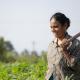 Indian woman working in green fields. 